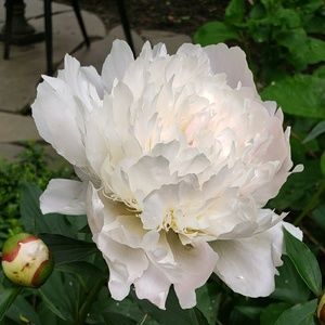 Meet your Posher, Jean